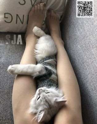 三太太_高清在线观看电视